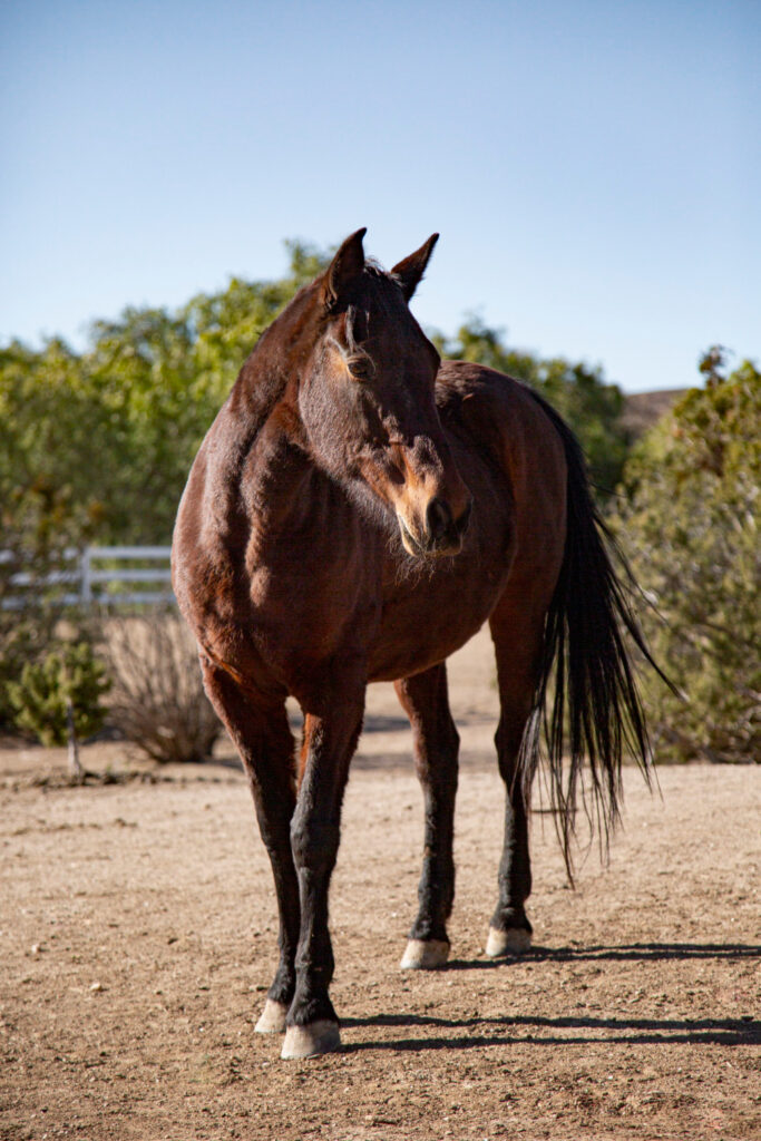 he Majestic Horse