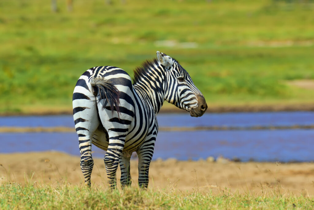 The Fascinating World of Zebras