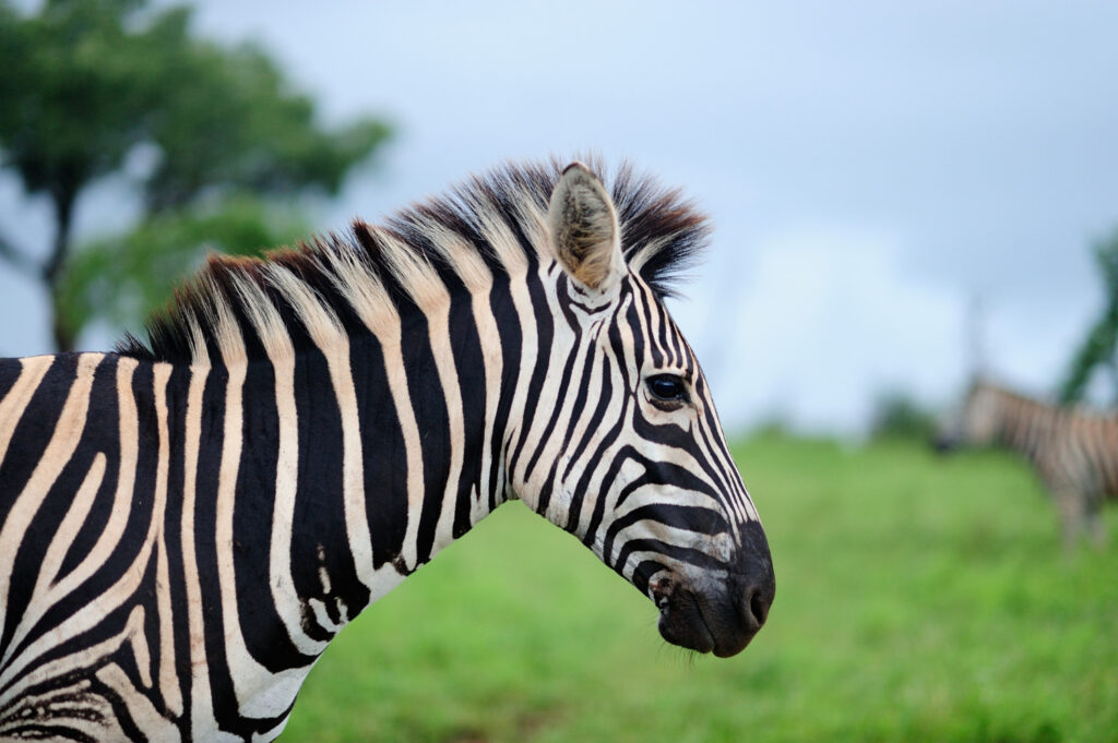 Understanding Zebra Health