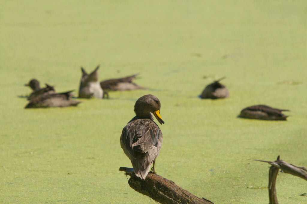 Bird Watching Tips for Enthusiasts